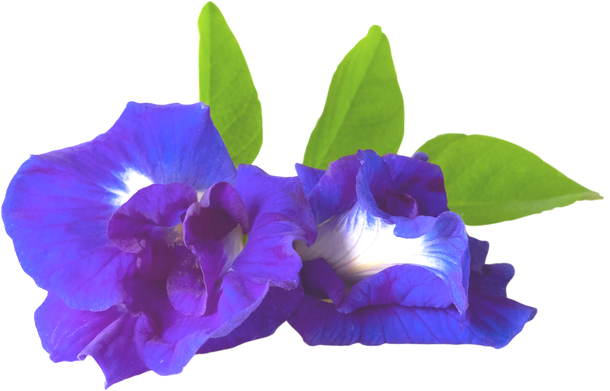 Butterfly Pea Flower Isolated