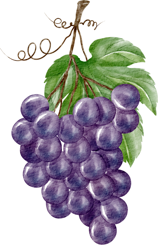watercolor grape
